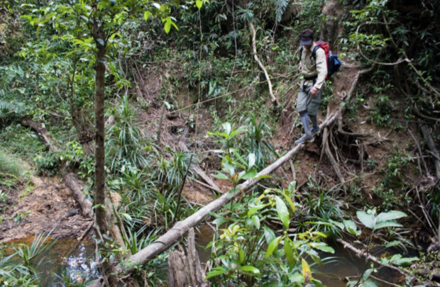 Jungle Trekking in Cardamom Mountains